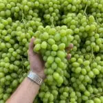 grapes