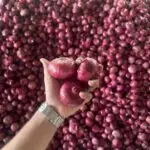 onion