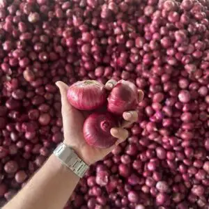 onion