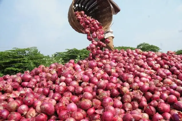onion foto
