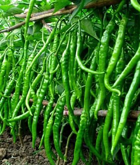 green chilli.jpg