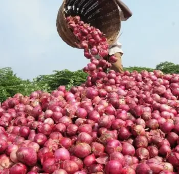 onion foto